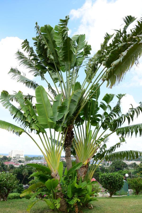River Side Apt 9 @ Mystic Ridge. Ocho Rios Exteriör bild